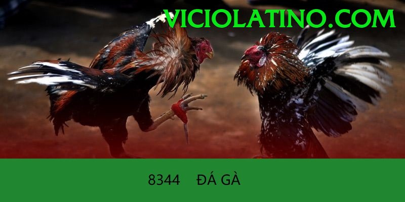 Trường Đấu Đá Gà Chuyên Nghiệp